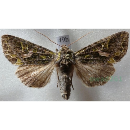 Trachea atriplicis (Linnaeus, 1758) male Agatówka łobodnica Czech49h